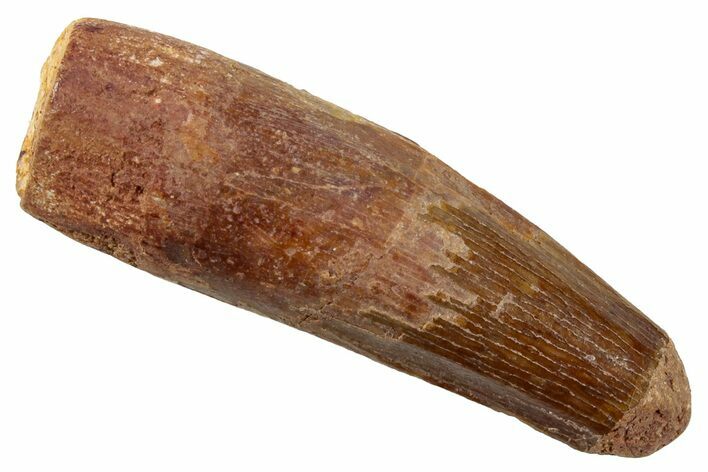 Fossil Spinosaurus Tooth - Real Dinosaur Tooth #268183